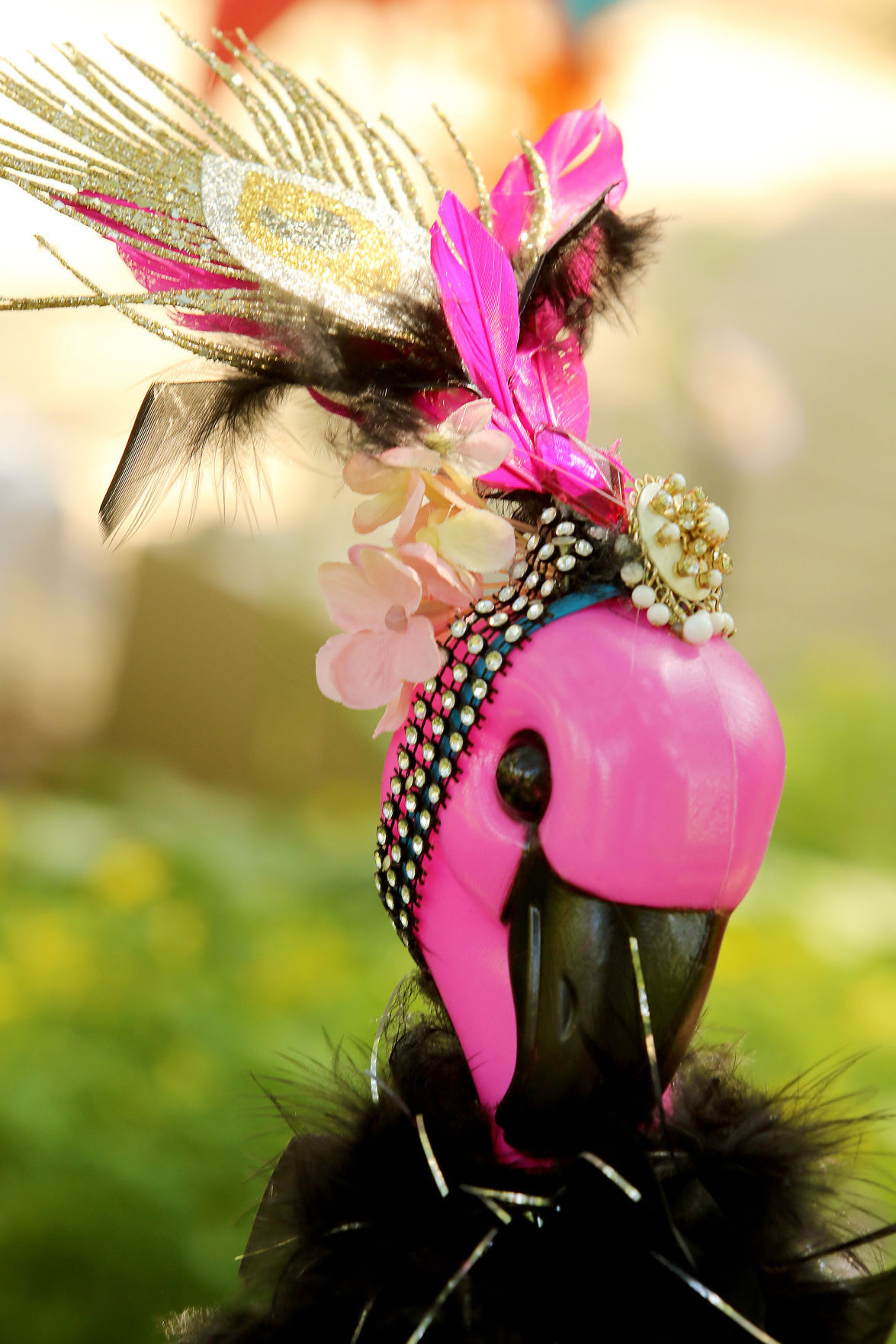 081318-qct-fea-flamingos-006